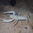Benton County cave crayfish