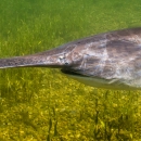 A lone paddlefish swimming. 