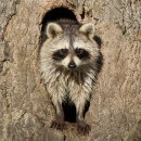 Raccoon standing in tree hollow
