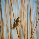 Small brown bird perched in tall marsh grass singing