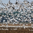 Dozens of white and black snow geese in flight fill the sky above a cornfield