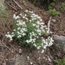 A showy stickseed plant with white flowers on a slope