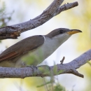 Yellow-billed cuckoo in a tree branch