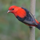 Red Head Bird