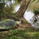 An adult alligator snapping turtle sitting on the bank of a waterway.
