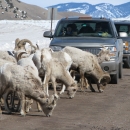 Bighorn sheep block cars on the road at National Elk Refuge in Wyoming.