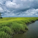 Tall bright green grasses in a salt marsh. Salt marshes are coastal wetlands which are flooded and drained by tides.