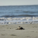 A tiny loggerhead hatchling hustles towards the ocean.