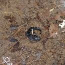 A small salamander, mottled black and gray, sits near fine tree roots