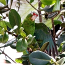 A bright green parrot with red markings around its beak spreads its wings.