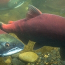 Two sockeye salmon that have turned from blue backed to orange red indicating spawning.