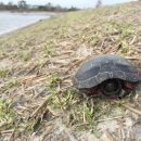 A small turtle with yellow dots on its back hides in its shell