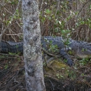 Alligator crawling through brush in forest