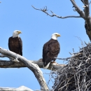 Two bald eagles perched along a nest