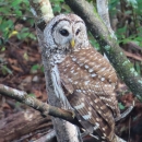 Brown & white owl sits in a tree