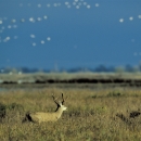 black tailed deer in grass with white geese flying in background
