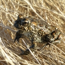 A small spotted brown and black toad on dry grass. 