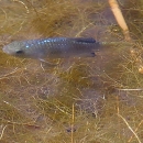 Male Desert pupfish