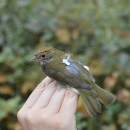 A small olive green bird with a small tracking device on its wing
