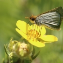 Poweshiek skipperling sipping nectar from a yellow flower