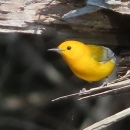 Bright yellow bird perched at entrance to a dead tree hollow