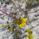 A Gulf Coast solitary bee rest on flower.