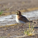 Streaked horned lark standing on the ground at an airport
