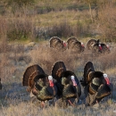8 male wild turkeys walking in grass