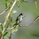 A Willow Flycatcher perched on a branch.