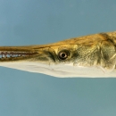 A prehistoric fish with an elongated mouth with sharp teeth and armor-like scales on it’s back.