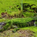 Alligator laying in green mossy muck