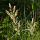 Fuzzy yellow and purple flowers emerging from a green grass-like stalk.