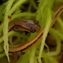 A small brown salamander within vegetation