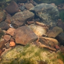A speckled pocketbook mussel is between rocks in the South Fork tributary of Little Red River, Arkansas, May 12, 2022.