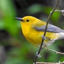 Bright yellow bird clinging to forest vine