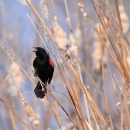 A black bird with red on its wings perched on marsh grass