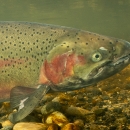 Steelhead are usually dark olive in color, shading to silvery white on the underside with a heavily speckled body and a pink-to-red stripe running along their sides.