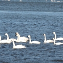 Group of 10 tundra swans swimming on blue rippled water at Eastern Neck NWR.