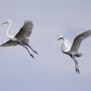 Two large white wading birds in flight