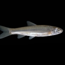 a silver fish on a black background