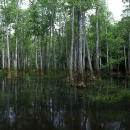 Bond Swamp NWR scenic swamp photo