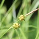 Grass seed with two yellow spheres. grass blades in the background.