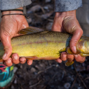 Man holding a gila trout in his hands. 