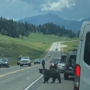 Grizzly bear attempting to cross the road, surrounded by cars and people.
