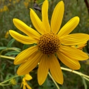 Close-up of a whorled sunflower in a field