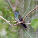 Honduran emerald perched on a small branch. 