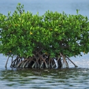 Red Mangrove in the midst of blue rippling waters