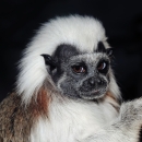 Cotton-top tamarin