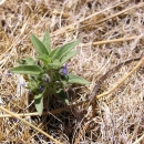 A hidden lake bluecurl in dry grass.