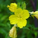 Bright yellow flowers on green vine